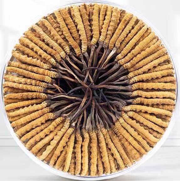 高昌冬虫夏草回收